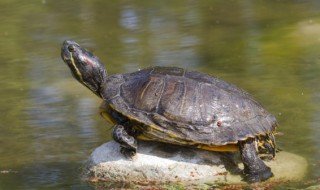 山龟怎么养 山龟怎么养吃什么