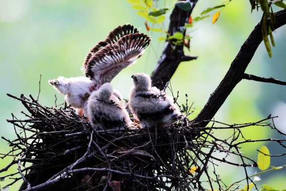 雏鹰是什么意思?