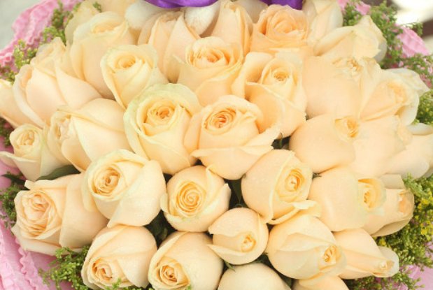 香槟玫瑰为啥不能随便送人