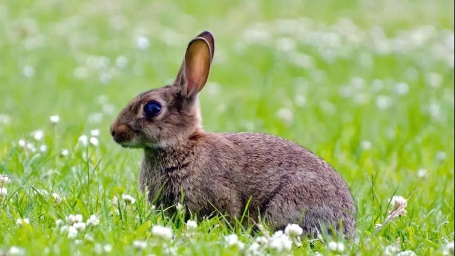 用钱如水解什么生肖