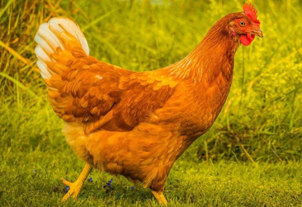 口没遮拦打一生肖