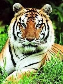 挑针打眼打一生肖