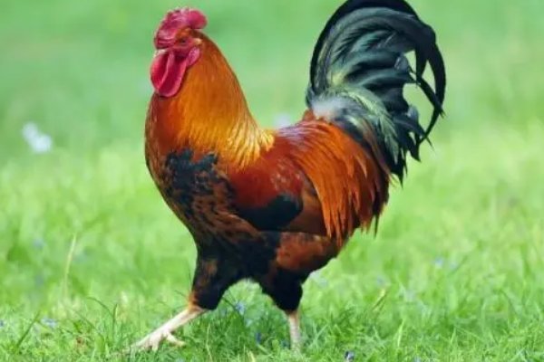 有一手儿打一生肖动物