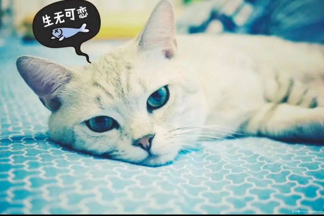 生无可恋下一句