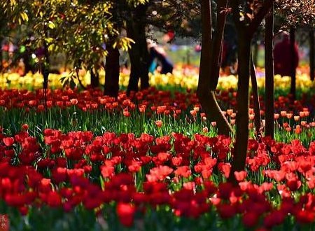 一枝独秀不是春,百花齐放春满园的意思是什么？