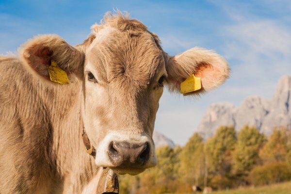 黄花女儿打一动物生肖