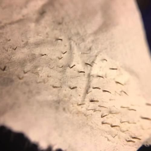 芝麻女孩和玉米男孩的故事是真的吗？