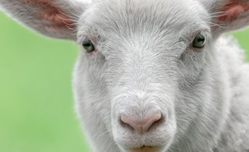 别无它法比喻什么动物