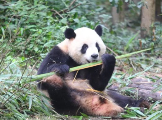 成都大运会所有竞赛场馆已验收,该体育馆有哪些特色?