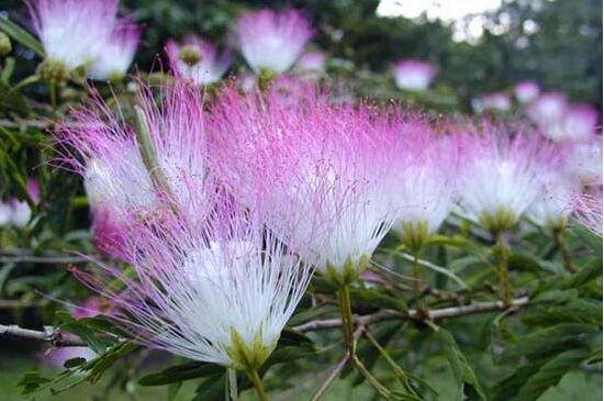 合欢树有什么象征意义