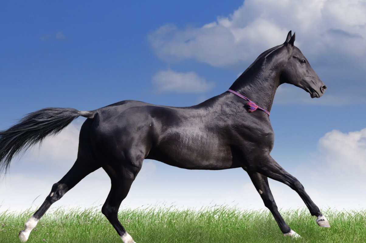 飞燕游龙形容什么动物