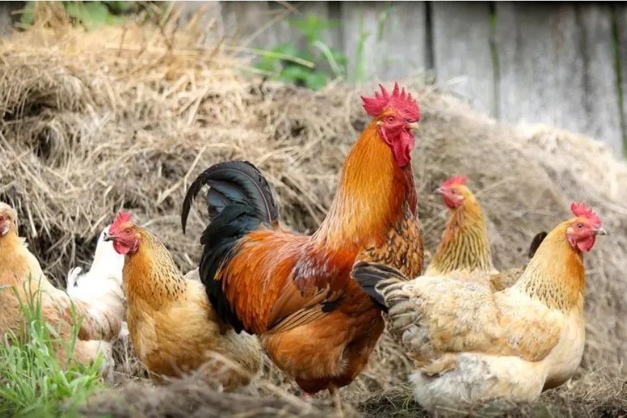 夯雀先飞解什么动物