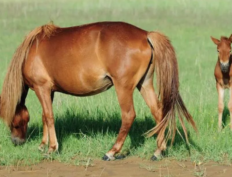 无冬无夏是那个动物生肖