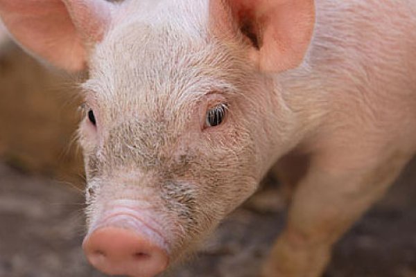 旁门依户打一准确生肖动物