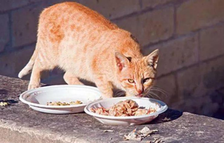 觅食的意思是什么