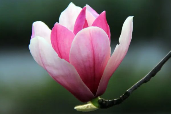 冰心的诗哪首最短呢?