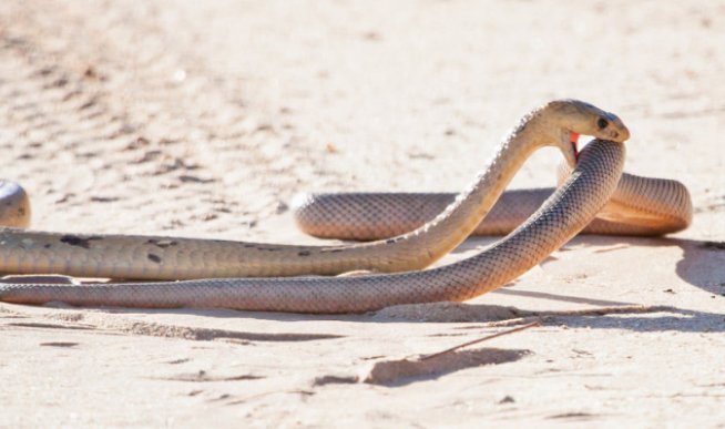 忽律是什么意思