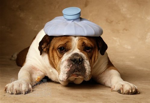 什么叫“狗人”啊？