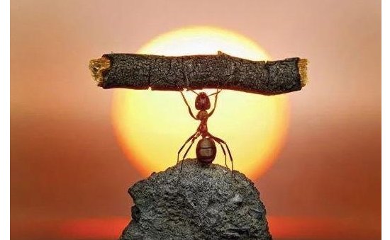 生如蝼蚁当立鸿鹄之志完整句是什么？