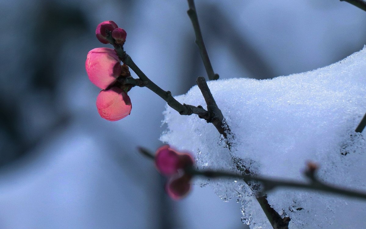 宝剑锋从磨砺出梅花香自苦寒来的全文是什么