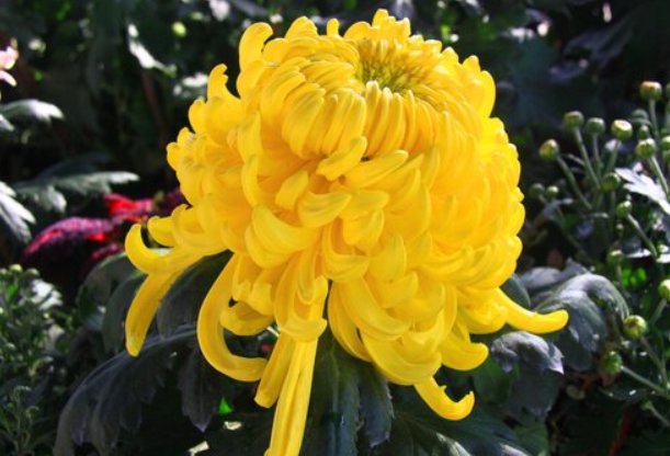 11月份有什么花开？