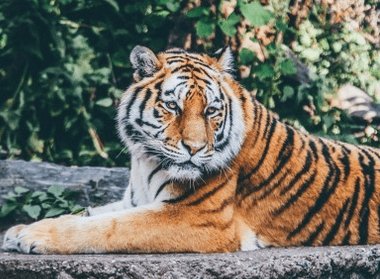 一眼关七打一动物生肖