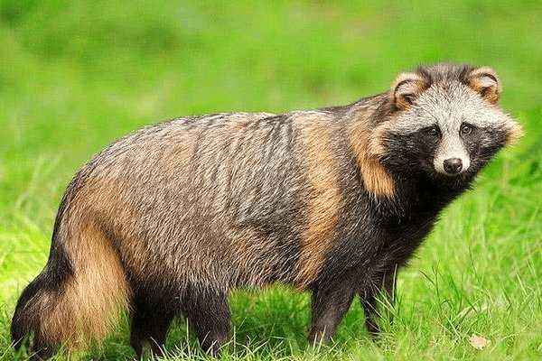 貉子是什么动物