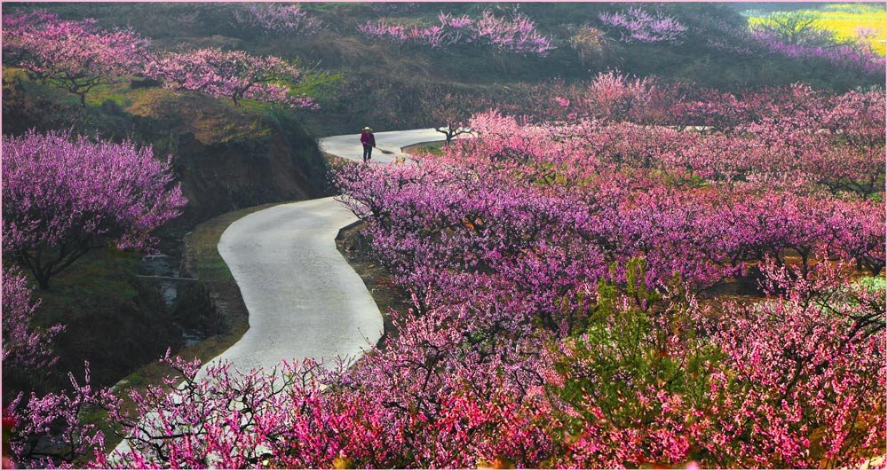 桃花村里桃花事：山野男医的内容简介
