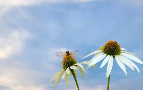 但愿和希望是一个意思吗？