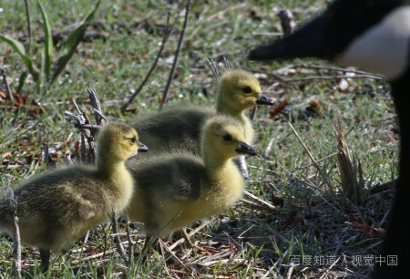 飞雁飞燕都可以组词吗