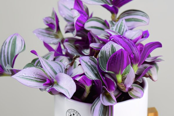 油画花的养殖方法和注意事项