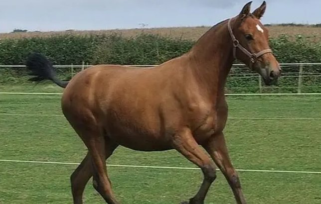 狗血淋头是什么生肖