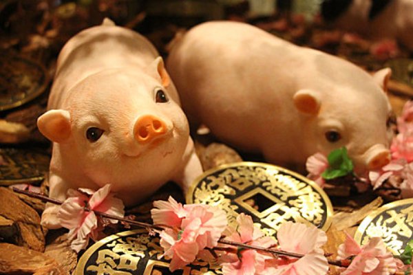 鱼水之情打一生肖动物