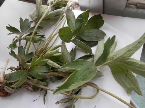 植物的种子是如何传播的?