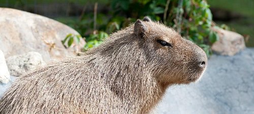 河狸、海狸、水豚、水獭有什么不一样？