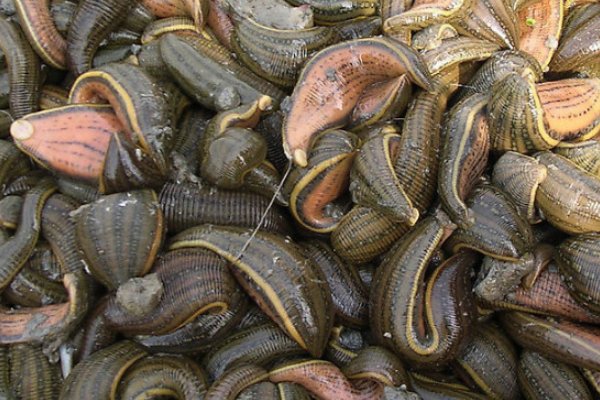 养殖蚂蝗需要什么条件