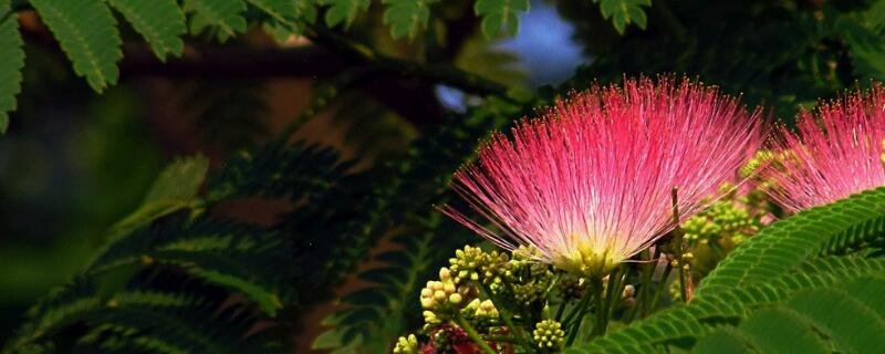 合欢树有什么象征意义