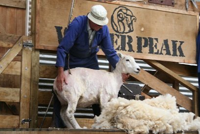 wv是什么面料成分?