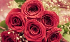 玫瑰到了花期下一句是什么？