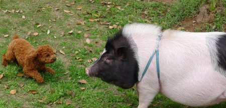 手纸是什么意思