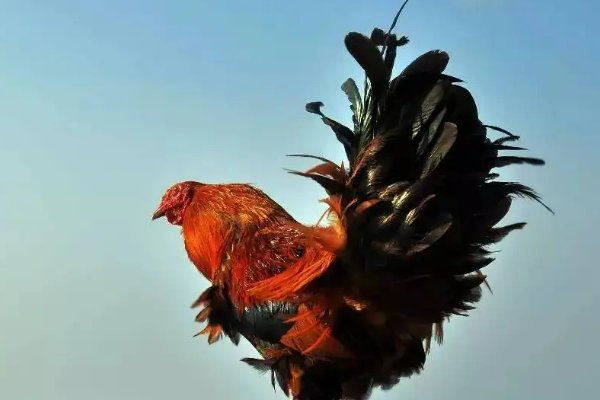 领鸡惊晓是什么生肖