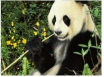 罗马音一字id有哪些？