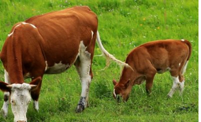 两小无猜什么生肖