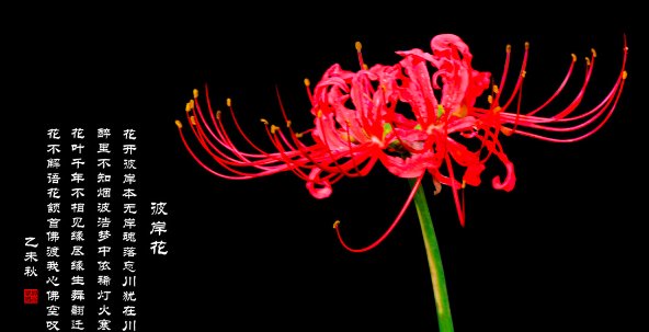好听的彼岸花古风名字