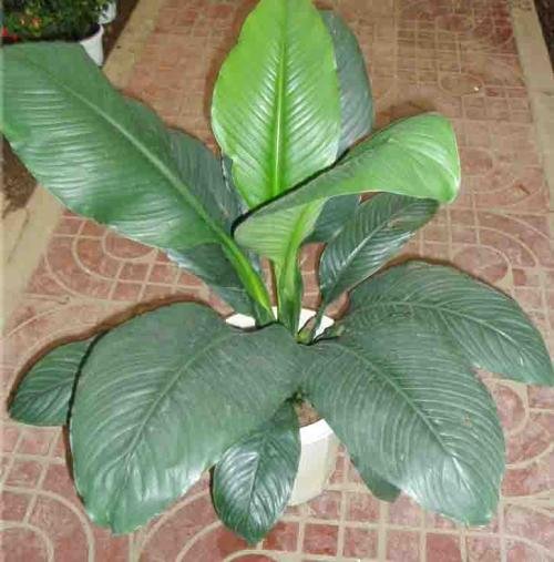 植物的种子是如何传播的？