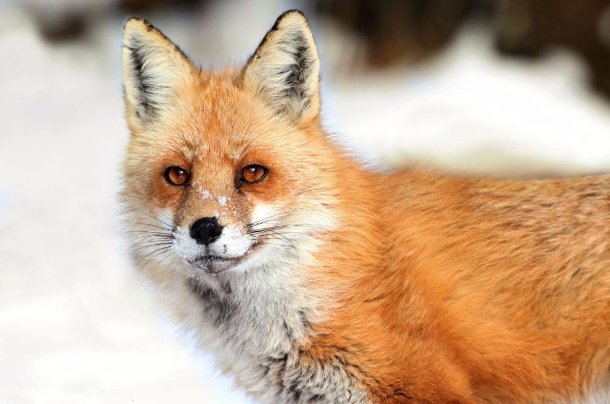 违心之言代表什么动物