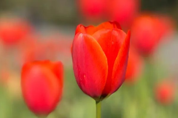 高考第几天送花