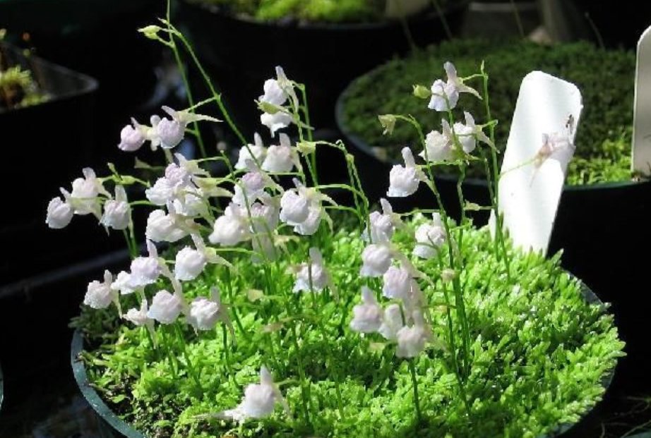 语文课代表的兔子好软好多水什么意思？