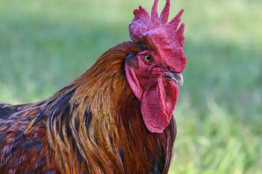 夯雀先飞解什么动物