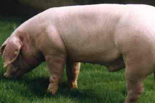 旁门依户打一准确生肖动物